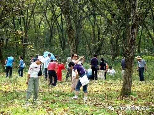 临沂国际影视城第八届板栗文化节，免费板栗等你捡