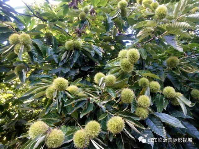 临沂国际影视城第八届板栗文化节，免费板栗等你捡