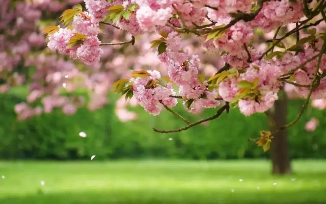 春之情，诗之韵，让我们一起在诗词中感受春的气息！