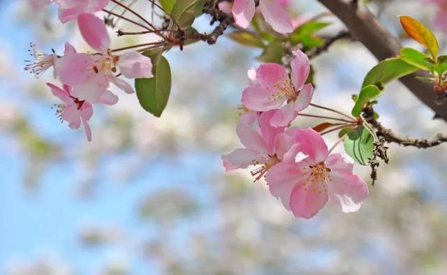 春之情，诗之韵，让我们一起在诗词中感受春的气息！